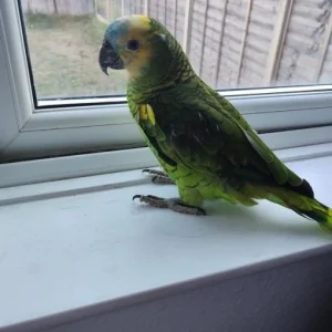 Amazon Parrot for Sale 