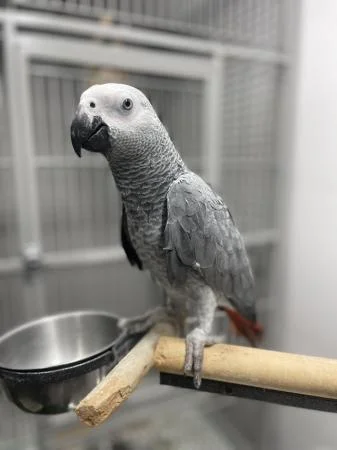 African Gray Parrot for Sale African Gray Parrot for Sale