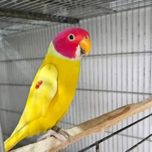 diluted plum head ring neck Parrot for Sale