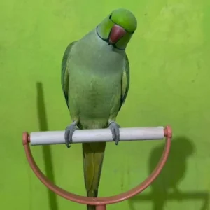 Indian Ringneck Parrot for Sale
