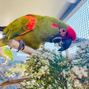 Red Crowned Amazon Parrot for Sale