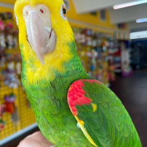 Double Yellow headed amazon parrot