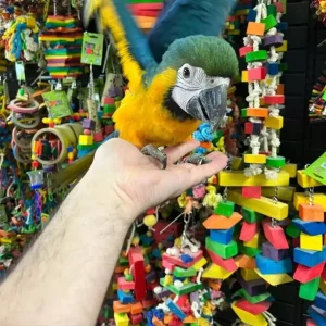 Blue and Gold Macaw for Sale |    Female