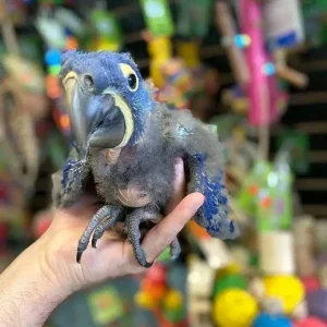 Baby Hyacinth Macaw |    Female