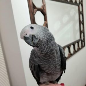 Maanu – Male African Grey