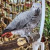 Lucia – Congo African Gray Parrot for Sale