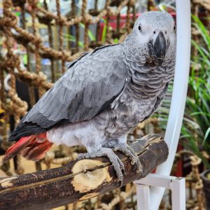 Lucia – Congo African Gray Parrot for Sale