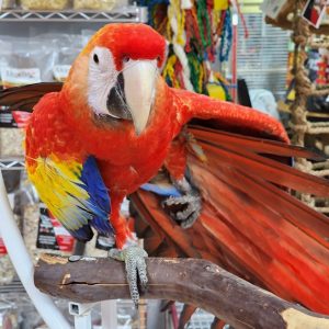 Scarlet Macaw for Sale