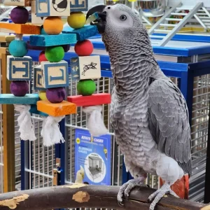 African Grey Parrot for Sale