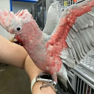 Solace Rose Breasted Cockatoo for Sale