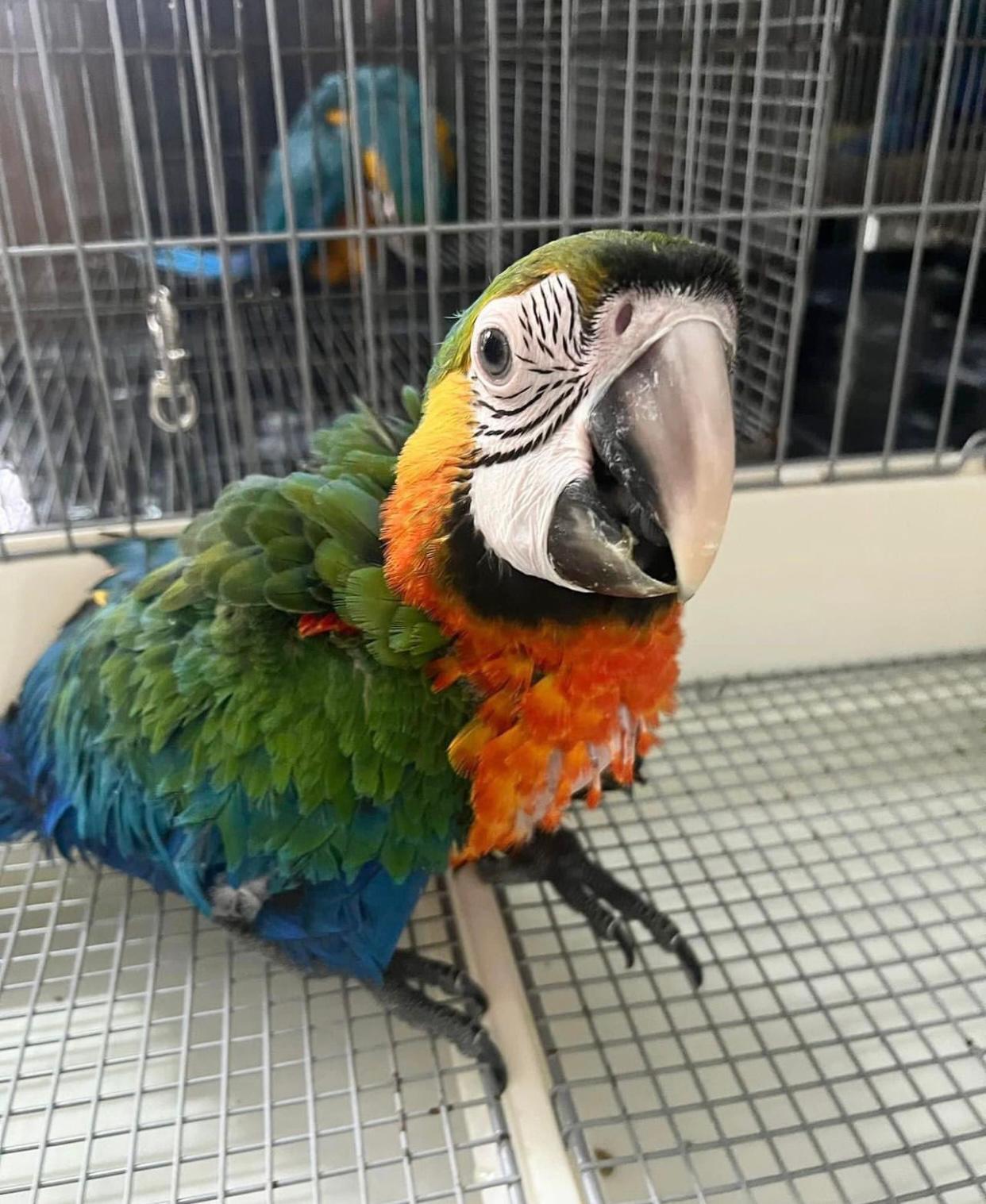 Catalina Macaw for Sale Catalina Macaw for Sale