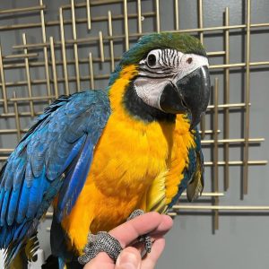 Blue and Gold Macaw for Sale | MALE