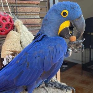 Hyacinth Macaw for Sale 