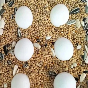 Amazon Parrot Eggs for Sale