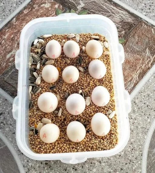 egg-510x569-1.webp